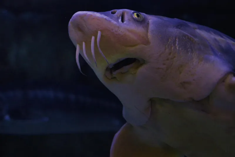 The Devolution Ratchet: How Scottish and Welsh Governments Are Spending English Taxpayers' Money on Socialist Experiments